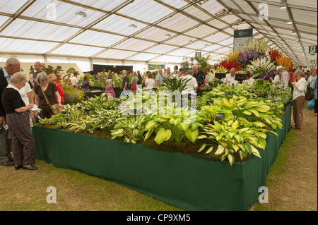 Besucher anzeigen Blumenschmuck im riesigen Festzelt (die Leute, die auf der Suche an der Vielzahl von HOSTAS) - RHS Flower Show, Tatton Park, Cheshire, England, UK. Stockfoto