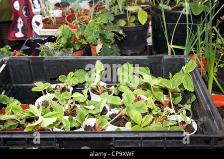 Erdbeerpflanzen und andere selbst angebautem Gemüse für den Verkauf auf einem Marktstand in Großbritannien Stockfoto