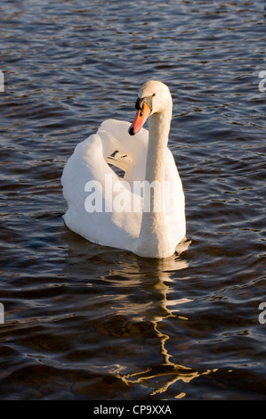 Vorderansicht eines Erwachsenen- Mute swan, Schwimmen (sonnigen weißen Federn im Plätschern des Wassers wider) - River Wharfe, Otley, West Yorkshire, England, UK. Stockfoto