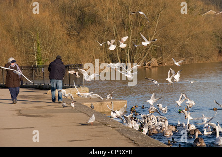 Mann Fütterung Vögel mit Möwen, Schwäne und Enten Fliegen, Sturzflug, Schwimmen, die sich scharen, um ihn (Frau geht durch) - River Wharfe, Otley, Yorkshire, GB, UK. Stockfoto