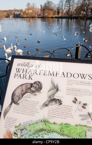 Wasser Vögeln (Schwäne und Enten) von Riverside Informationen Schild informiert Besucher über River Wharfe Wildlife-Otley, West Yorkshire, England, UK. Stockfoto