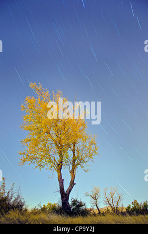 Baum mit Sternspuren. Zeitgesteuerte Exposition in der Nacht genommen. Stockfoto