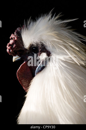 Silkie Henne Porträt des einzigen erwachsenen männlichen UK Stockfoto