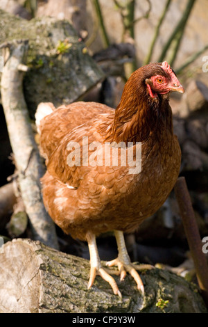 Huhn Gallus Gallus Domesticus Porträt des einzigen weiblichen Erwachsenen UK Stockfoto