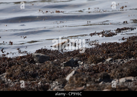 Alpenstrandläufer Calidris Alpina an einem felsigen Küstenstreifen mit Algen bedeckt Stockfoto