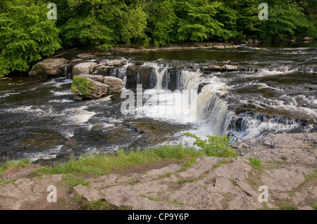 Fluß Ure cascading & fließt über trat Kalksteinfelsen bei niedrigeren fällt, Aysgarth in der malerischen Landschaft der Yorkshire Dales - Wensleydale, England, UK. Stockfoto