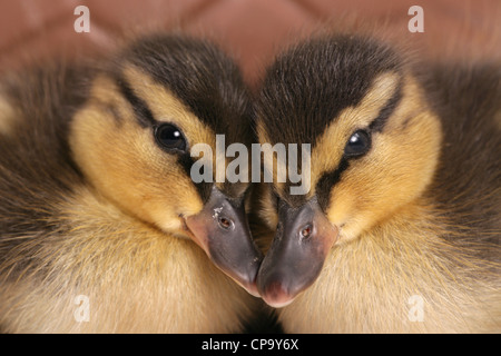 Stockente Anas Platyrhynchos zwei Entenküken in einem Studio UK Stockfoto