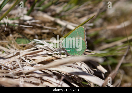 Grüner Zipfelfalter Callophrys Rubi Schmetterling Stockfoto