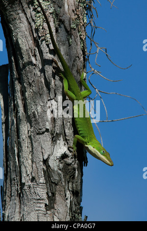 Grün oder Carolina Anole Eidechse Anolis Carolinensis auf Cypress Tree Taxodium Distichum Florida USA Stockfoto