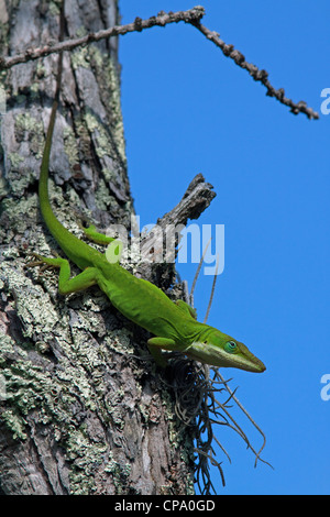 Grün oder Carolina Anole Eidechse Anolis Carolinensis auf Cypress Tree Taxodium Distichum Florida USA Stockfoto