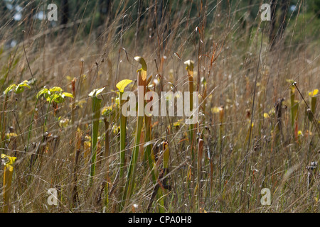 Fleischfressende Kannen blass Kannenpflanze oder blasse Trompete Sarracenia Alata in der Savanne, Mississippi USA Stockfoto