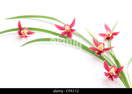 Rosa Orchidee mit Blatt isoliert auf weiss Stockfoto