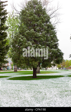 Früh kann Schneesturm, Alpine Park, die historische Altstadt, kleinen Berg Stadt Salida, Colorado, USA Bezirk Stockfoto