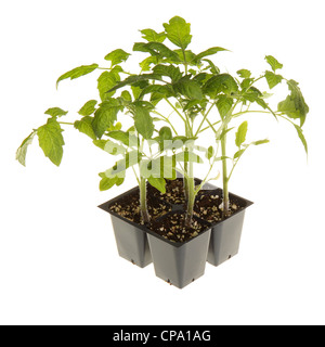 Tomaten-Setzlinge bereit für die Transplantation Quadrat Stockfoto