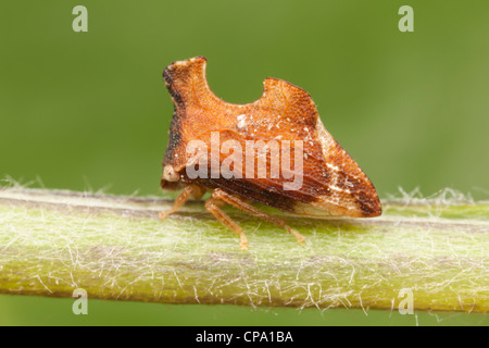 Treehopper (Entylia Carinata) Stockfoto