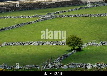 Devon Trockenmauern. Dartmoor-Nationalpark. England Stockfoto