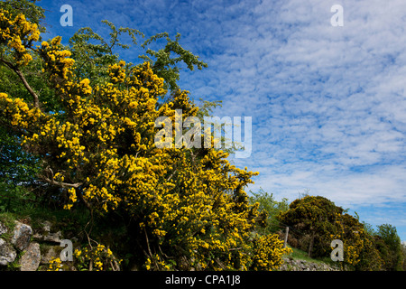 Ulex Europaeus. Blühender Ginster in der Devon-Landschaft. UK Stockfoto