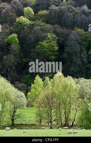 Bäume kommen in Blatt in das Wye Valley Area of Outstanding Natural Beauty Stockfoto