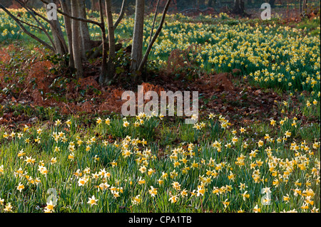 wilde Narzissen Narcissus Pseudonarcissus Ssp; Stockfoto
