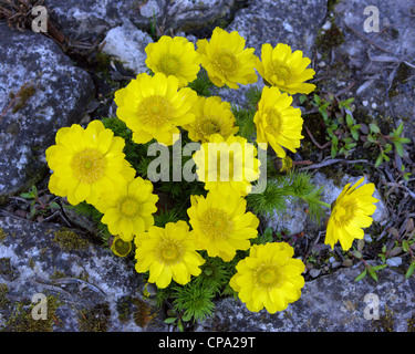 Frühling Adonis Pheasan Auge gelb Frühlingsblumen Nahaufnahme Adonis vernalis Stockfoto
