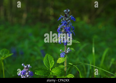 Ajuga Reptans Blue Bugle oder Carpetweed Stockfoto