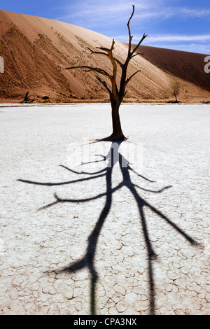 Toter Baum in Sossusvlei, Namibia. Stockfoto