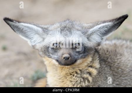 Porträt einer Fledermaus Eared Fox. Stockfoto