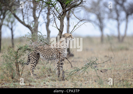 Gepard stehen im Regen. Stockfoto