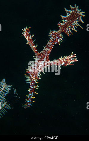 Reich verzierte Geisterpfeifenfische (Solenostomus Paradoxus) in der Lembeh-Straße von Indonesien Stockfoto