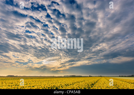 Niederländische Birne und Blumen Felder im Frühling in den Niederlanden Stockfoto