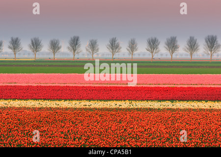 Niederländische Birne und Blumen Felder im Frühling in den Niederlanden Stockfoto