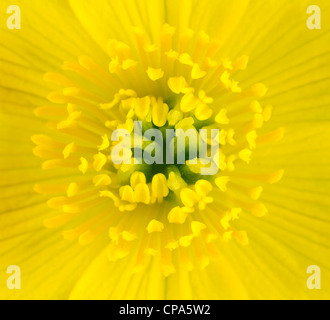 Makroaufnahme einer gelb Marsh Marigold Blütenmitte. Nahaufnahme von Stempel, Anthere mit gelbem Hintergrund Stockfoto