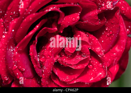 Nahaufnahme der Blütenblätter einer roten Rose nach einem Regen. Stockfoto