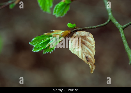 Buche Fagus Sylvatica neues Shooting und alten Blatt Stockfoto