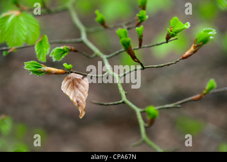 Buche Fagus Sylvatica neues Shooting und alten Blatt Stockfoto