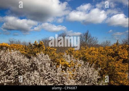 Country Lane auf Salthouse Heath Norfolk mit blühendem Ginster und Schlehdorn Stockfoto