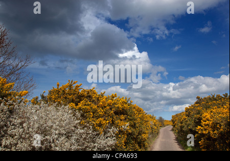 Country Lane auf Salthouse Heath Norfolk mit blühendem Ginster und Schlehdorn Stockfoto