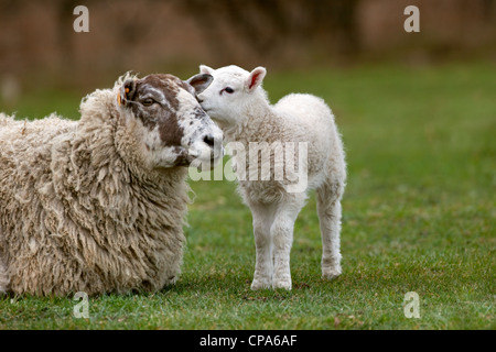 EWE und spielerische Lämmer Frühling Gras zur Osterzeit Stockfoto