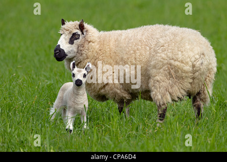 Kerry Hill Schafe Herde Schafe und Lämmer auf Frühjahr Rasen zeigen Stockfoto