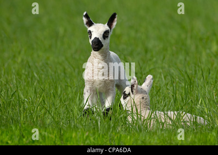 Kerry Hill Schafe Herde Schafe und Lämmer auf Frühjahr Rasen zeigen Stockfoto