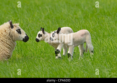 Kerry Hill Schafe Herde Schafe und Lämmer auf Frühjahr Rasen zeigen Stockfoto