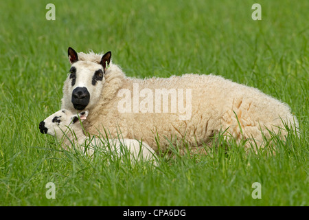 Kerry Hill Schafe Herde Schafe und Lämmer auf Frühjahr Rasen zeigen Stockfoto