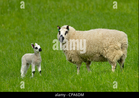 Kerry Hill Schafe Herde Schafe und Lämmer auf Frühjahr Rasen zeigen Stockfoto