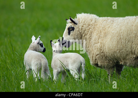 Kerry Hill Schafe Herde Schafe und Lämmer auf Frühjahr Rasen zeigen Stockfoto