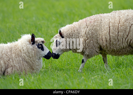 Kerry Hill Schafe Herde zwei Mutterschafe Stockfoto