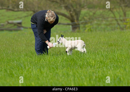 Kerry Hill Schafe Herde zeigen Lamm wird Flasche Frühling Gras gefüttert Stockfoto