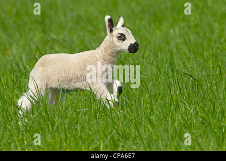 Kerry Hill Schafe Herde Schafe und Lämmer auf Frühjahr Rasen zeigen Stockfoto