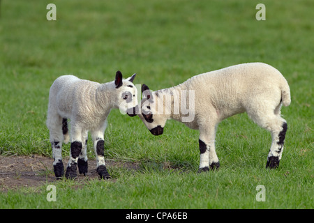 Kerry Hill Schafe Herde Schafe und Lämmer auf Frühjahr Rasen zeigen Stockfoto