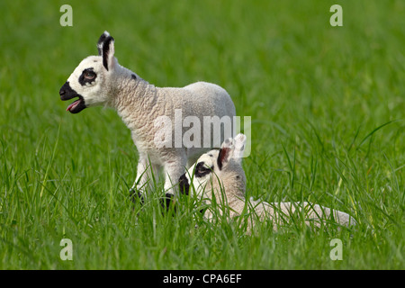 Kerry Hill Schafe Herde Schafe und Lämmer auf Frühjahr Rasen zeigen Stockfoto