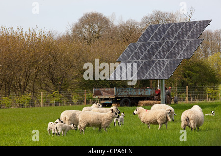 Kerry Hill Schafe Herde Schafe und Lämmer auf Frühjahr Rasen zeigen Stockfoto